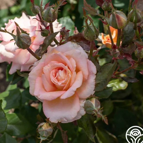 Heirloom Roses Scent-Sation Discount