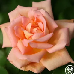 Heirloom Roses Scent-Sation Discount