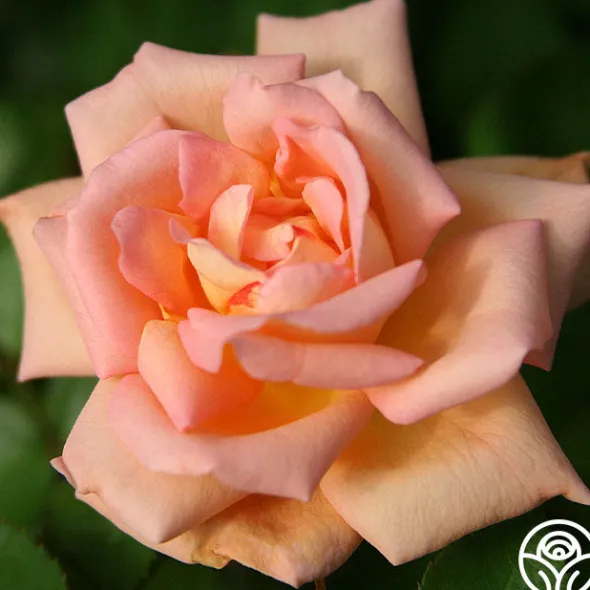 Heirloom Roses Scent-Sation Discount