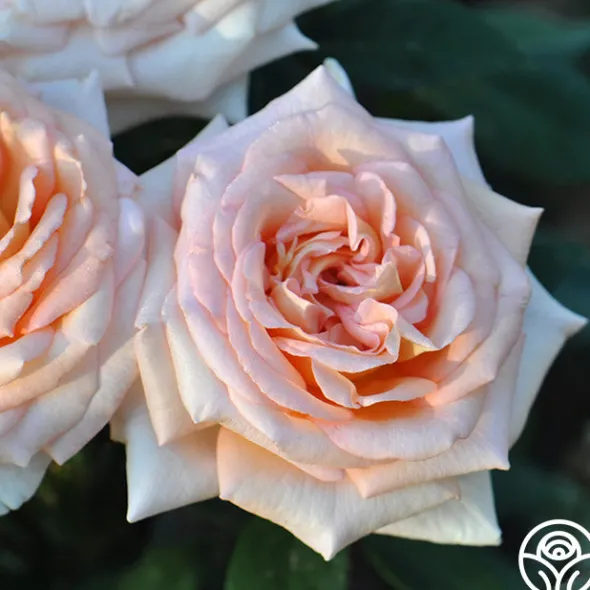 Heirloom Roses Scent-Sation Discount