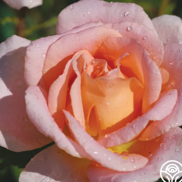 Heirloom Roses Scent-Sation Discount