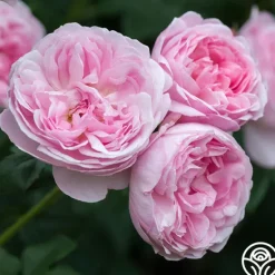 Heirloom Roses Scepter'd Isle® New