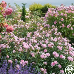 Heirloom Roses Scepter'd Isle® New