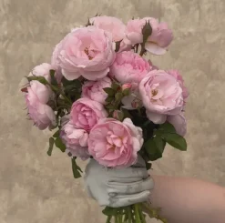 Heirloom Roses Scepter'd Isle® New