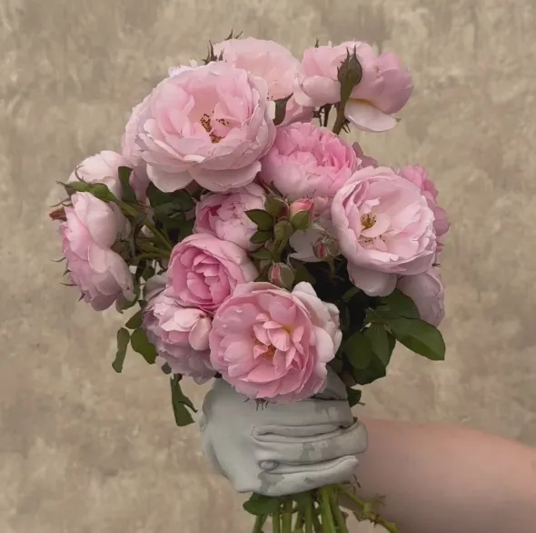 Heirloom Roses Scepter'd Isle® New