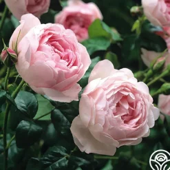 Heirloom Roses Scepter'd Isle® New