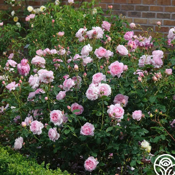 Heirloom Roses Scepter'd Isle® New
