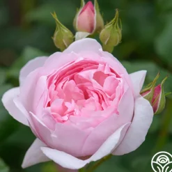 Heirloom Roses Scepter'd Isle® New