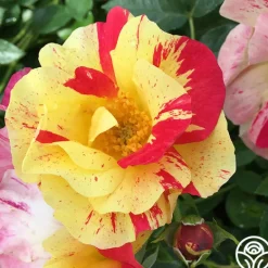 Heirloom Roses School Spirit Sale