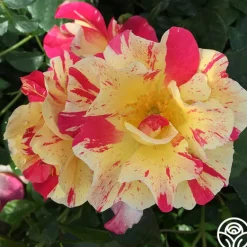 Heirloom Roses School Spirit Sale