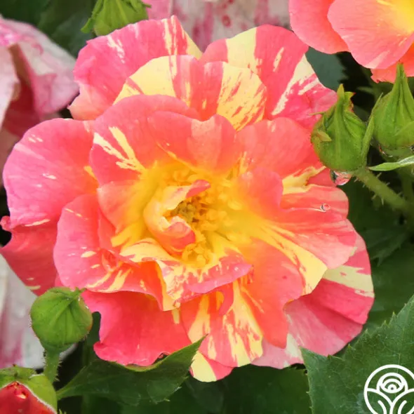 Heirloom Roses School Spirit Sale