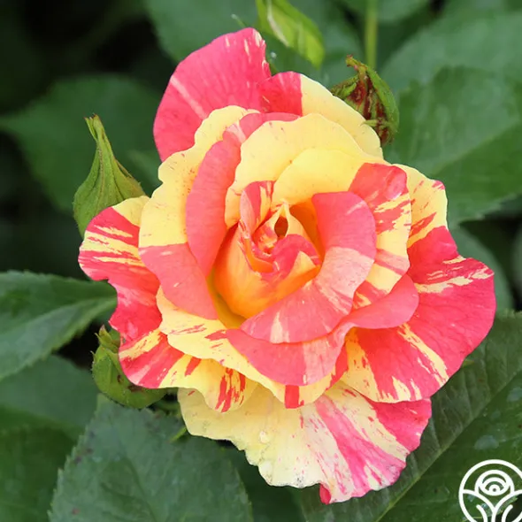 Heirloom Roses School Spirit Sale