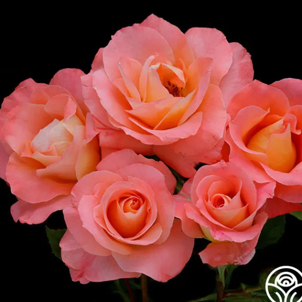 Heirloom Roses Sea Pearl