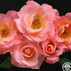Heirloom Roses Sea Pearl