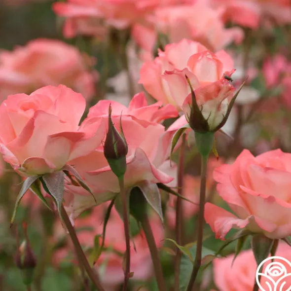 Heirloom Roses Sea Pearl