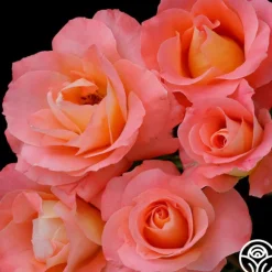 Heirloom Roses Sea Pearl