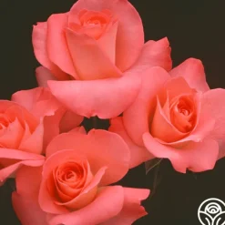 Heirloom Roses Sea Pearl