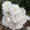 Heirloom Roses Seafoam Discount