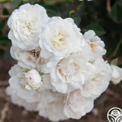 Heirloom Roses Seafoam Discount