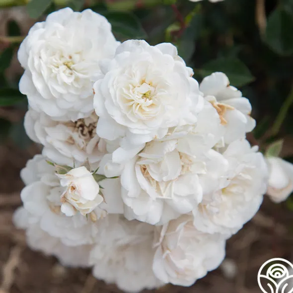 Heirloom Roses Seafoam Discount