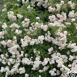 Heirloom Roses Seafoam Discount
