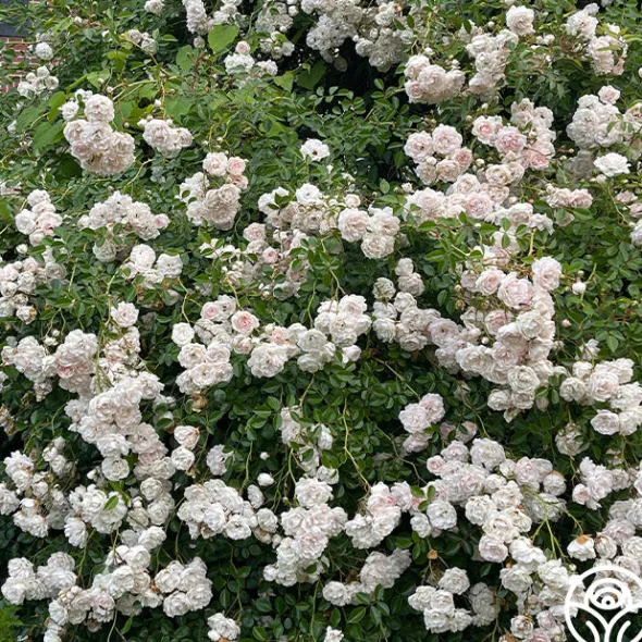 Heirloom Roses Seafoam Discount