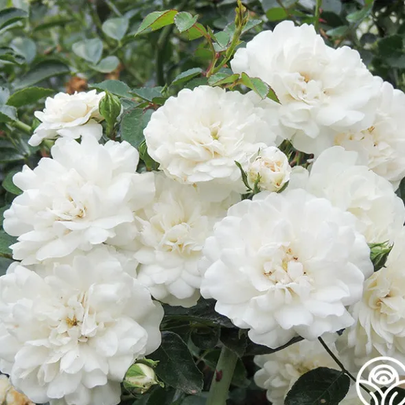 Heirloom Roses Seafoam Discount