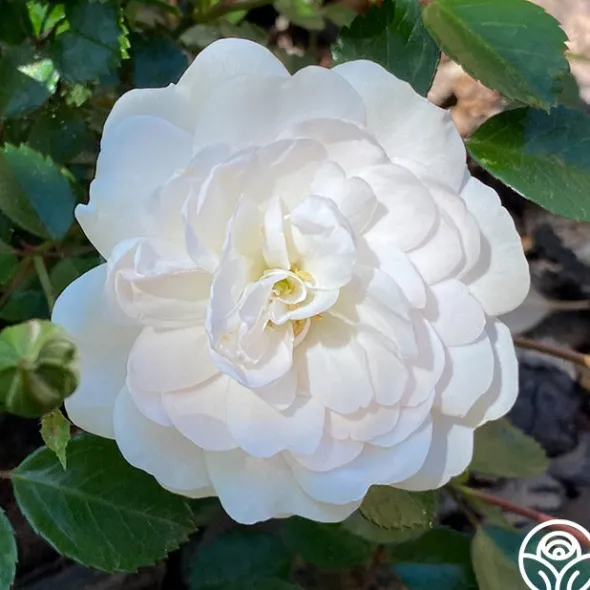 Heirloom Roses Seafoam Discount