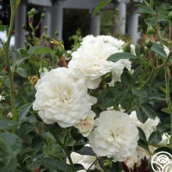 Heirloom Roses Seafoam Discount