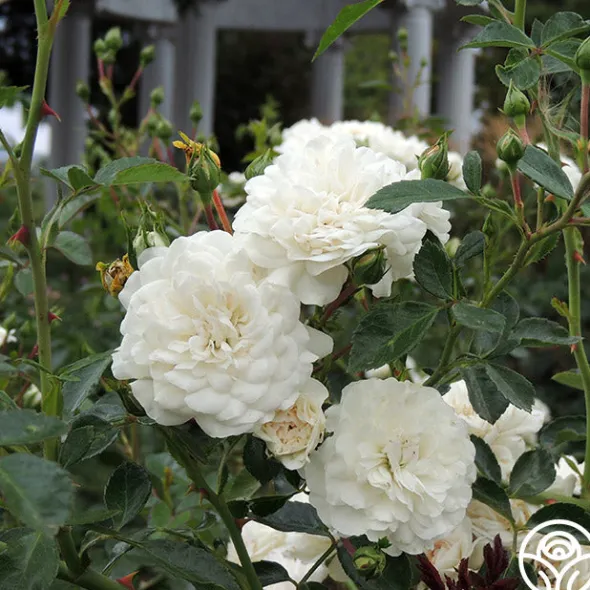 Heirloom Roses Seafoam Discount