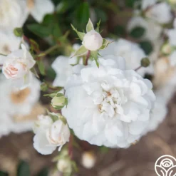 Heirloom Roses Seafoam Discount