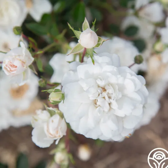 Heirloom Roses Seafoam Discount