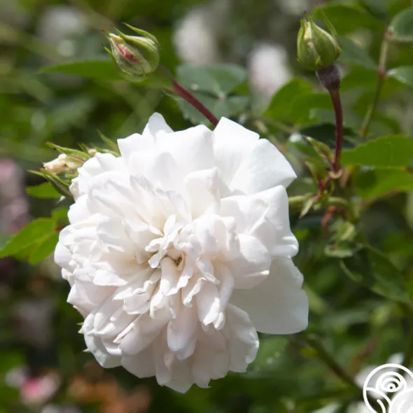 Heirloom Roses Seafoam Discount