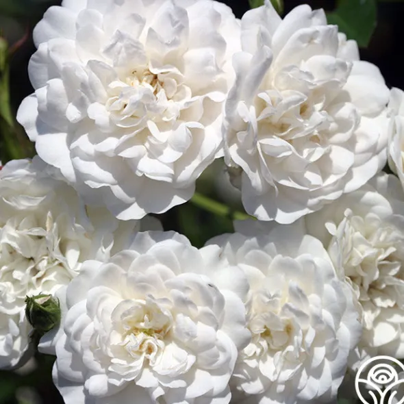 Heirloom Roses Seafoam Discount
