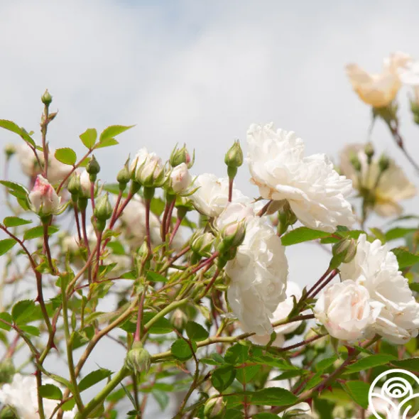 Heirloom Roses Seafoam Discount