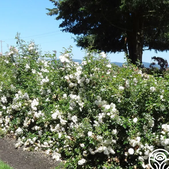 Heirloom Roses Seafoam Discount