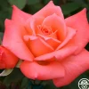 Heirloom Roses Seashell Online