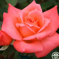 Heirloom Roses Seashell Online