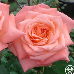 Heirloom Roses Seashell Online