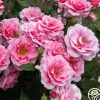 Heirloom Roses September Song Best