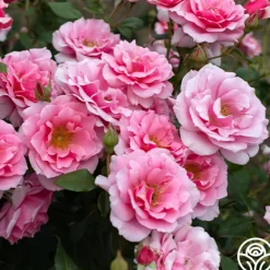 Heirloom Roses September Song Best