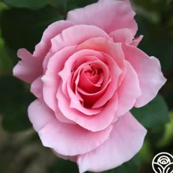 Heirloom Roses September Song Best