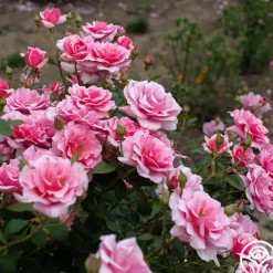 Heirloom Roses September Song Best