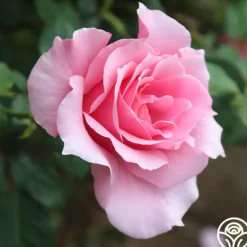 Heirloom Roses September Song Best