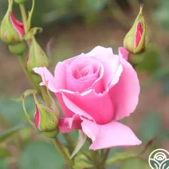 Heirloom Roses September Song Best