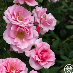 Heirloom Roses September Song Best