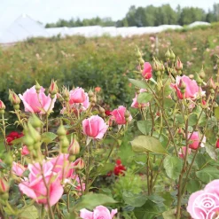 Heirloom Roses September Song Best