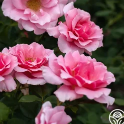 Heirloom Roses September Song Best