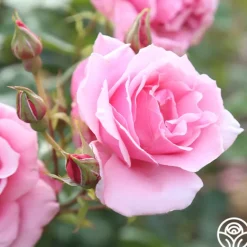 Heirloom Roses September Song Best