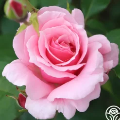 Heirloom Roses September Song Best